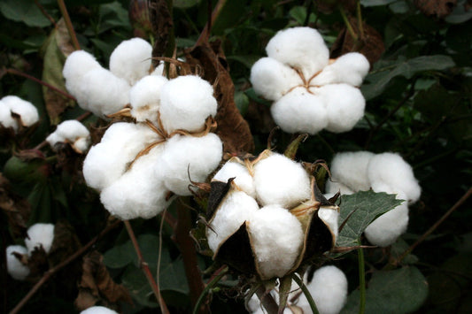 The Science of Comfort: Why Cotton Feels So Good